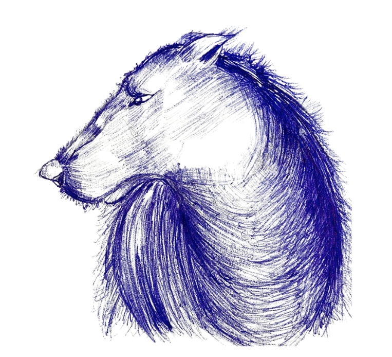 Elizabeth Salomoni Illustratrice